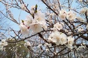 資產(chǎn)評(píng)估師報(bào)名進(jìn)行中！報(bào)名條件都有哪些？
